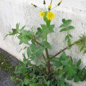 Photographie n°32840 du taxon Sonchus oleraceus L. [1753]