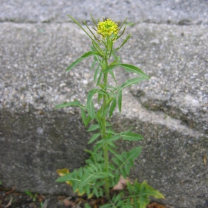 Photographie n°32842 du taxon Sisymbrium irio L. [1753]