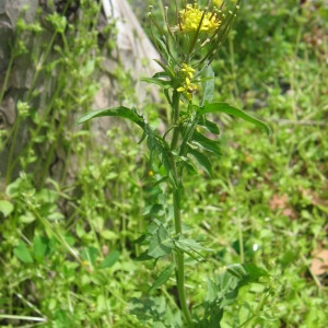 Photographie n°32845 du taxon Sisymbrium irio L. [1753]