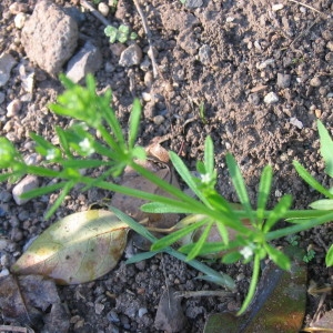 Photographie n°32850 du taxon Galium aparine L. [1753]