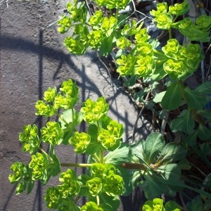 Photographie n°32853 du taxon Euphorbia helioscopia L. [1753]