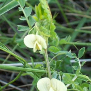 Photographie n°32855 du taxon Vicia hybrida L. [1753]