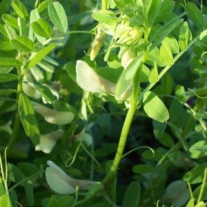 Photographie n°32856 du taxon Vicia hybrida L. [1753]