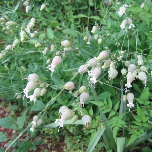 Photographie n°32869 du taxon Silene vulgaris subsp. vulgaris 