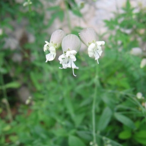 Photographie n°32870 du taxon Silene vulgaris subsp. vulgaris 