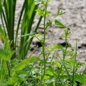 Photographie n°32891 du taxon Cardamine amara L. [1753]