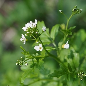 Photographie n°32894 du taxon Cardamine amara L. [1753]