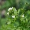  Valérie BRUNEAU-QUEREY - Cardamine amara L. [1753]