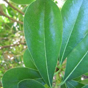 Photographie n°32898 du taxon Pittosporum tobira (Thunb.) W.T.Aiton [1811]