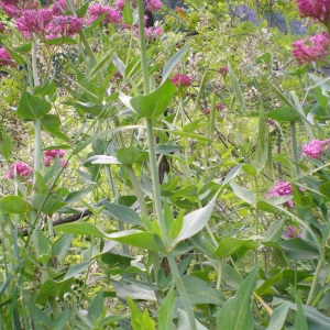 Photographie n°32900 du taxon Centranthus ruber (L.) DC. [1805]