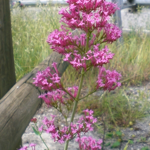 Photographie n°32901 du taxon Centranthus ruber (L.) DC. [1805]