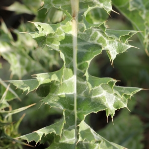 Photographie n°32903 du taxon Silybum marianum (L.) Gaertn. [1791]