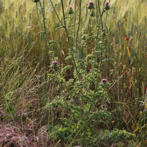 Photographie n°32905 du taxon Silybum marianum (L.) Gaertn. [1791]