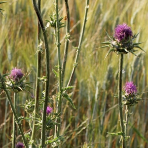 Photographie n°32906 du taxon Silybum marianum (L.) Gaertn. [1791]