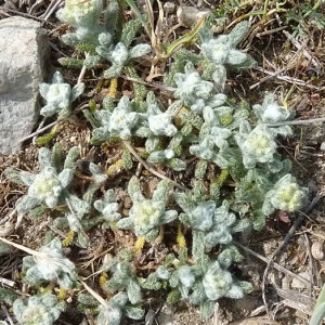 Photographie n°32908 du taxon Achillea tomentosa L. [1753]