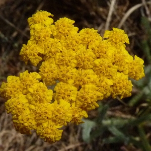 Photographie n°32909 du taxon Achillea tomentosa L. [1753]