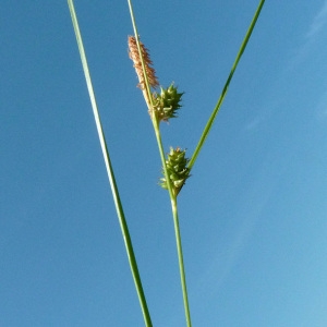 Photographie n°32913 du taxon Carex viridula Michx. [1803]