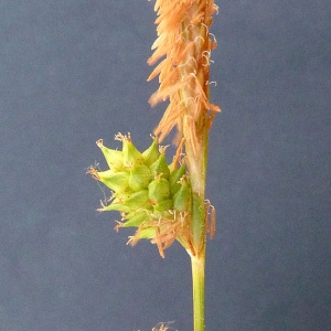 Photographie n°32914 du taxon Carex viridula Michx. [1803]