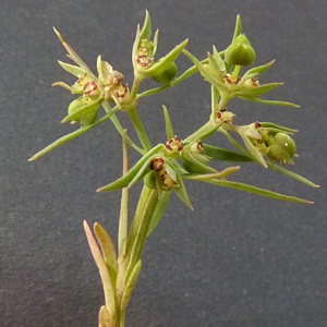 Photographie n°32915 du taxon Euphorbia exigua L. [1753]