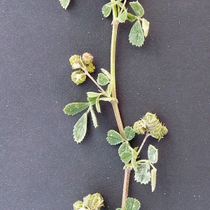 Photographie n°32929 du taxon Medicago littoralis Rohde ex Loisel. [1810]