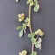  Bertrand BUI - Medicago littoralis Rohde ex Loisel. [1810]