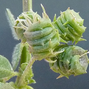 Photographie n°32930 du taxon Medicago littoralis Rohde ex Loisel. [1810]