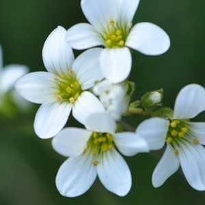 Photographie n°32938 du taxon Saxifraga granulata L. [1753]