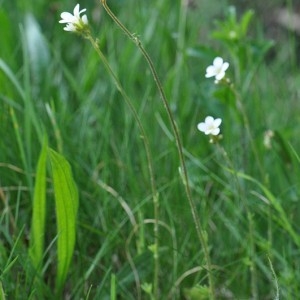 Photographie n°32939 du taxon Saxifraga granulata L. [1753]