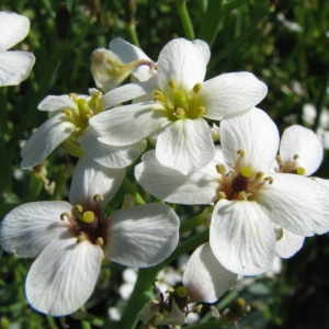 Photographie n°32978 du taxon Crambe maritima L. [1753]