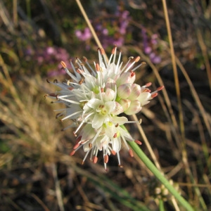 Photographie n°32985 du taxon Allium ericetorum Thore [1803]