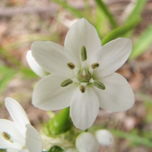 Photographie n°32986 du taxon Allium neapolitanum Cirillo [1788]