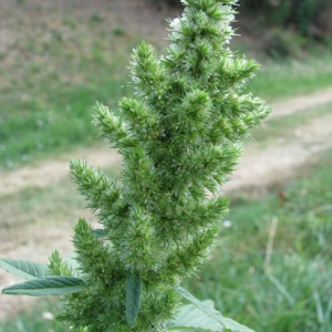 Amaranthus tremolsii Sennen & Gonzalo (Amarante réfléchie)