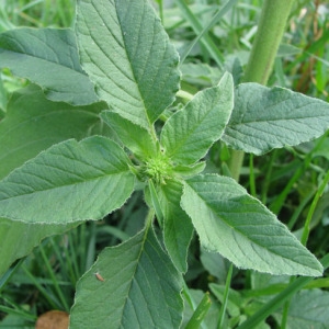 Photographie n°32989 du taxon Amaranthus retroflexus L. [1753]