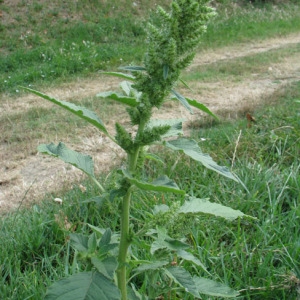 Photographie n°32990 du taxon Amaranthus retroflexus L. [1753]