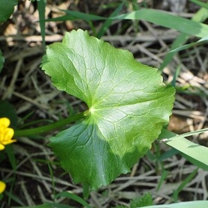 Photographie n°32997 du taxon Caltha palustris L. [1753]