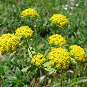 Photographie n°32998 du taxon Bupleurum ranunculoides L. [1753]