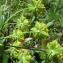  Catherine MAHYEUX - Bupleurum ranunculoides L. [1753]