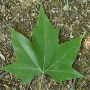 Photographie n°33050 du taxon Platanus x hispanica Mill. ex Münchh. [1770]