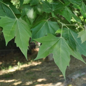 Photographie n°33053 du taxon Platanus x hispanica Mill. ex Münchh. [1770]