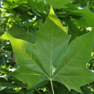 Photographie n°33054 du taxon Platanus x hispanica Mill. ex Münchh. [1770]