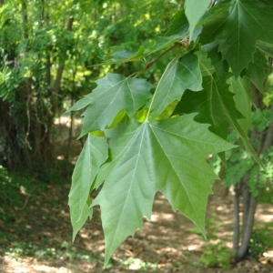 Photographie n°33055 du taxon Platanus x hispanica Mill. ex Münchh. [1770]