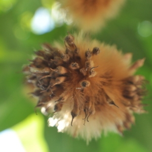 Photographie n°33063 du taxon Platanus x hispanica Mill. ex Münchh. [1770]