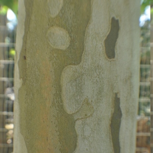 Photographie n°33075 du taxon Platanus x hispanica Mill. ex Münchh. [1770]