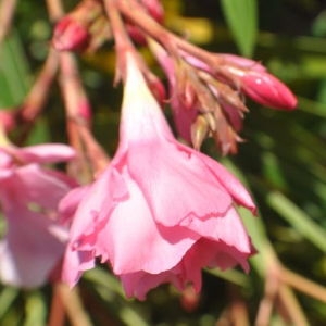 Photographie n°33105 du taxon Nerium oleander L. [1753]