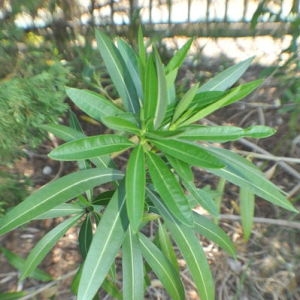 Photographie n°33109 du taxon Nerium oleander L. [1753]