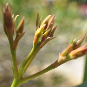 Photographie n°33111 du taxon Nerium oleander L. [1753]