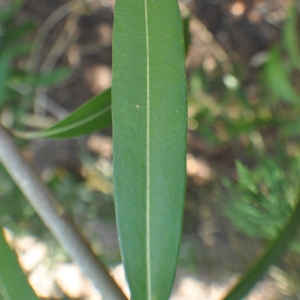 Photographie n°33114 du taxon Nerium oleander L. [1753]