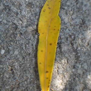 Photographie n°33116 du taxon Nerium oleander L. [1753]