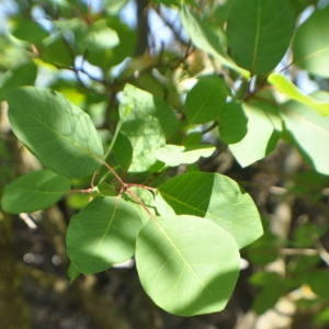 Photographie n°33160 du taxon Cotinus coggygria Scop. [1771]