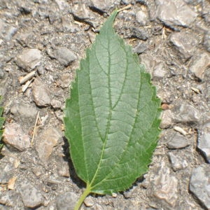 Photographie n°33173 du taxon Celtis australis L. [1753]